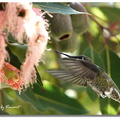 Botanic Garden - 蜂鳥