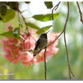 Botanic Garden - 蜂鳥