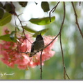 Botanic Garden - 蜂鳥