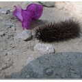 大雪山社區 -  紫荊落英與很毛毛蟲