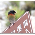 栗背林鴝是台灣特有的鳥類，普遍分佈於台灣中高海拔山區的鳥種，平時喜單獨或成對在路邊、矮灌木叢間活動。食物包括昆蟲、蜘蛛等小動物和植物漿果等。牠們會一面在林間跳躍，一面發出「匹、匹、匹」的單調叫聲，好像不引起人們的注意，就不甘心似的!