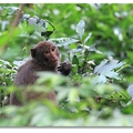仁山植物園 - 台灣獼猴