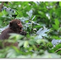 仁山植物園 - 台灣獼猴