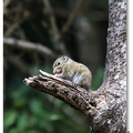 俗稱金瓜鼠，背部有三條黑色間夾淡褐色縱紋，曲身縮頭在樹上取食時，就像掛著的金瓜而得名。體長11-14公分，尾長9-12公分，體重60-80公克，為台灣產三種松鼠中體型最小者，比赤腹松鼠、長吻松鼠的體型小很多.