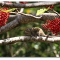 俗稱金瓜鼠，背部有三條黑色間夾淡褐色縱紋，曲身縮頭在樹上取食時，就像掛著的金瓜而得名。體長11-14公分，尾長9-12公分，體重60-80公克，為台灣產三種松鼠中體型最小者，比赤腹松鼠、長吻松鼠的體型小很多.