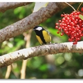 台灣特有亞種普遍的留鳥，三級保育類鳥族，分布於台灣中、低海拔山區，身形約12公分，有時會與紅頭山雀或各種畫眉科小型鳥群棲.經常發出類似「唧、唧-降-」或「啾-啾-」、「居、居、居」的鳥鳴聲.