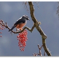 台灣特有種俊美留鳥, 常以機關槍似的「噠噠噠…」&「悔灰兒~」 的哨聲響徹山林, 冬末初春~常揪團在漫山的櫻花林間~飲醉~~~