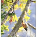 大雪山鳥藏。冬記錄~ 五色鳥。台灣擬啄木