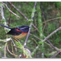 台灣特有種，分布在台灣中、高海拔山區，又名阿里山鴝，具領域性，雌雄共同育雛。公鳥上身藍黑、腹部黃白色羽色頸間一抹橘紅，十分顯眼亮麗，母鳥則較樸素，雌雄皆有白眉.