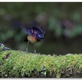 台灣特有種，分布在台灣中、高海拔山區，又名阿里山鴝，具領域性，雌雄共同育雛。公鳥上身藍黑、腹部黃白色羽色頸間一抹橘紅，十分顯眼亮麗，母鳥則較樸素，雌雄皆有白眉.