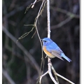 藍尾鴝是鶲科、歌鴝屬鳥類，每年的十一月至翌年的四月會有些個體會在台灣過境或渡冬.藍尾鴝雌鳥與雄鳥皆有橘黃色的脇部和藍色尾羽，獨特易認，所以中國大陸也將藍尾鴝稱為「紅脇藍尾鴝」.