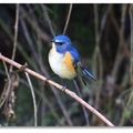 藍尾鴝是鶲科、歌鴝屬鳥類，每年的十一月至翌年的四月會有些個體會在台灣過境或渡冬.藍尾鴝雌鳥與雄鳥皆有橘黃色的脇部和藍色尾羽，獨特易認，所以中國大陸也將藍尾鴝稱為「紅脇藍尾鴝」.