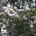 森氏杜鵑花是森林裡嬌美的精品