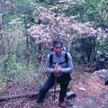 第一批報到的森氏杜鵑花(馬崙山)2305m高山上 - 1