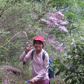 第一批報到的森氏杜鵑花(馬崙山)2305m高山上 - 2