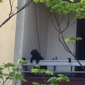 11-05-13 晾在陽台上的黑貓