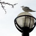 路燈上的一隻孤鳥.居高臨下!....2004攝於芝加哥