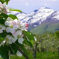apple_flowers