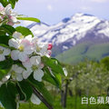 apple_flowers600