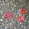太平山的落葉