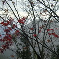 太平山的楓葉露珠