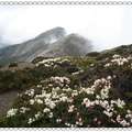 五月雪山花季行（五）雪山主峰上的高山杜鵑花季 - 11