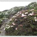 五月雪山花季行（五）雪山主峰上的高山杜鵑花季 - 13