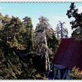 晨曦中的雪山北峰山屋，是旅人夢幻的城堡，隱身在綠世界的杉木林中。