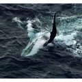 美麗的世界 - 鯨魚