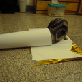 笨貓鑽進紙捲裡
