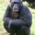 chimpanzee2