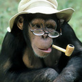 chimpanzee3