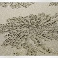 新豐的沙灘，佈滿海蟹的穴所形成的沙花
野生的蚵就地在防坡塊上生長，形成了一座座小山
天然的最美，也最獨特！

觀音向陽農場，雖然錯過了花季，
仍有許多動物們的足跡，讓我們仍然有生生不息的感受！
