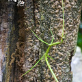 竹結蟲
