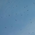 夏天的天空裡，常可看到一些大海鷗帶著一大群的小海鷗在天空盤旋學飛，很可愛也很可觀，這只是其中的一些！