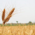 台灣因美國的糧食外交政策，放棄種植小麥，導致自給率嚴重不足。（圖文／胡慕情）2010.4.25立報