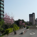 2011.03.景美溪昭和櫻 - 3