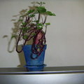 植物收容所 - 2