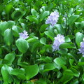 適應力與繁殖力均強於其他的布袋蓮，往往會霸佔整個水池，導致其它的水生植物難以立足;撇開它極具侵略的本性不提,它開出的藍紫色花確實美麗動人 .
