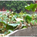 植物園的荷花池畔有許多麻雀，有些停在看台欄杆上，有些在荷葉上，還有的站在有趣的地方。找找看，這張照片裡有幾隻麻雀？