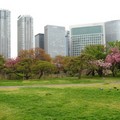 東京的濱離宮確實是城市中的綠洲。