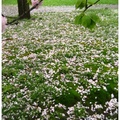 濱離宮，雨後草地上的櫻花雨