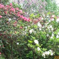 陽明山公園內的杜鵑花叢