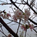 陽明山公園內的櫻花
