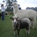 紐西蘭之旅 - 1 我超愛羊駝的好可愛~主阿我天國的家可以養隻羊駝嗎?