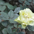花語-黃玫瑰
