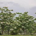 油桐林立