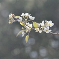 三月梨花成百上千花團錦簇的爭相鬥艷﹐樹高難以疏果﹔今年的梨子又只能看不能吃了。
