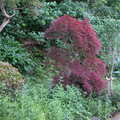 楓樹----紅葉樹