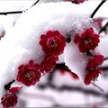 雪中紅梅01